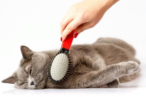 Гигиена, уход и косметика для кошек